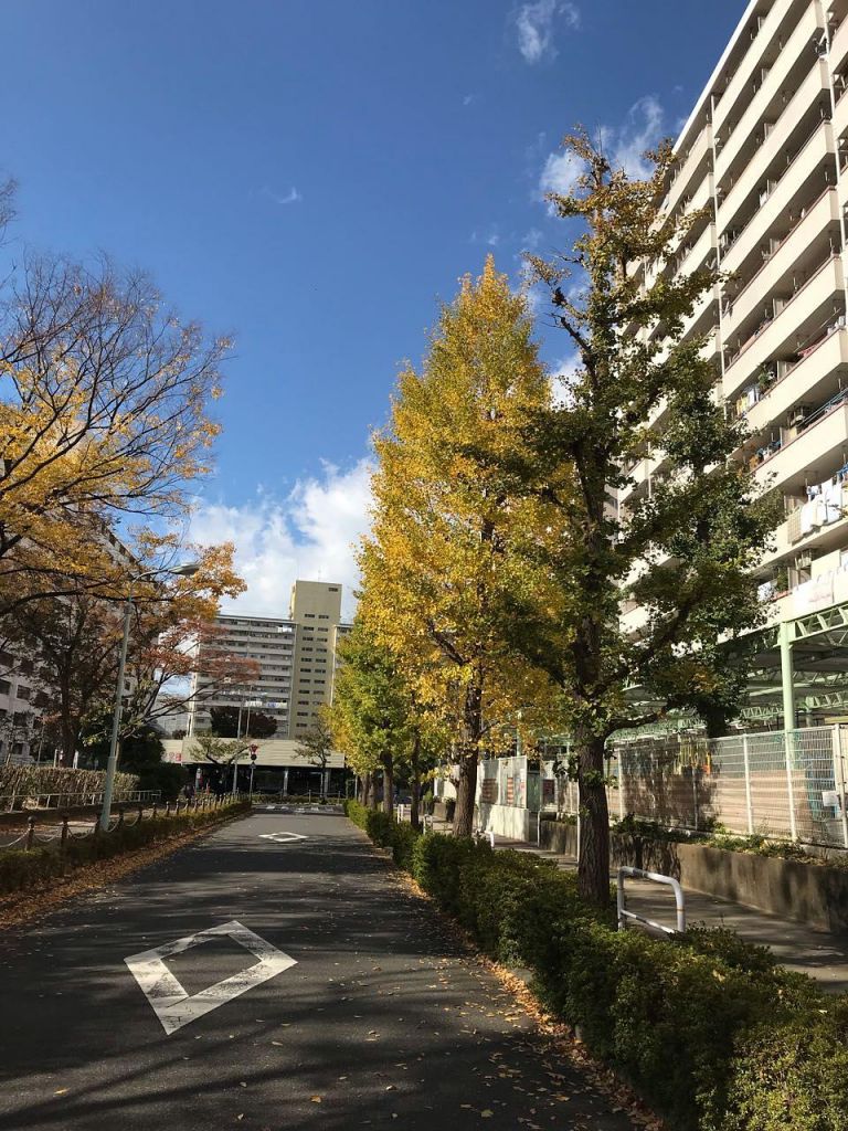 高岛在哪(高岛在哪个国家)