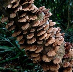 野生灵芝一般长在哪里(温岭市野生的灵芝在哪里买)