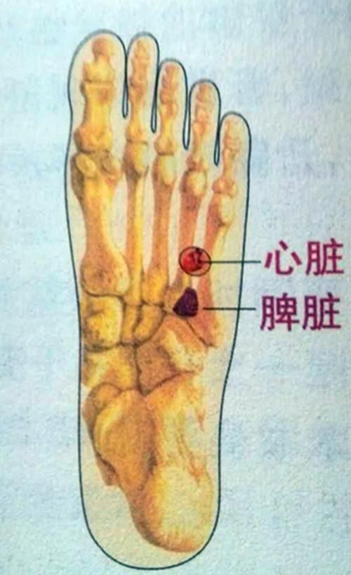 关于脚部的穴位牙疼反射点的信息