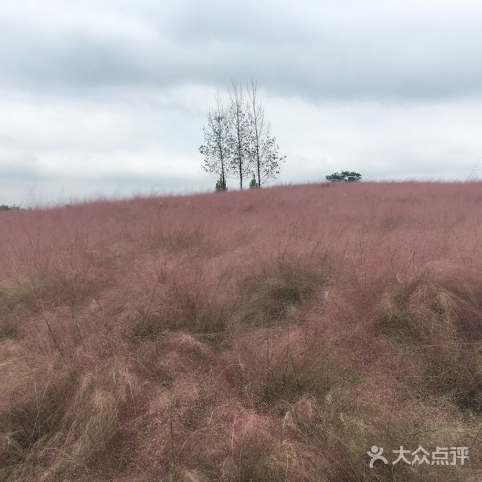 紫云秘境花海在哪里(重庆紫云秘境花海景区)