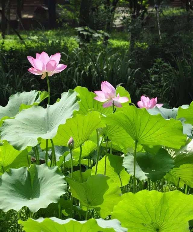 莲花生长在哪里(月季花生长在哪里)