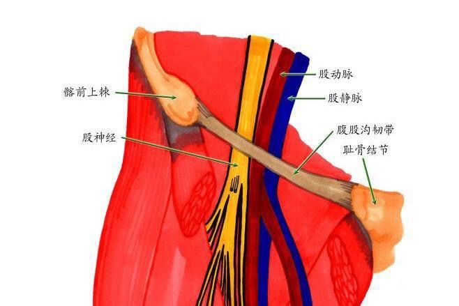 股薄肌在哪(股薄肌神经支配)