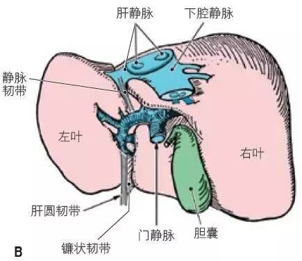 包含左下腹部按压痛和肝有关系吗的词条