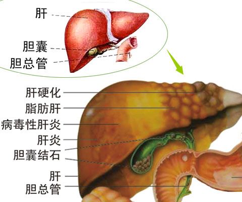 肝在哪个地方(胃在哪个位置图)