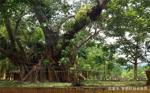 菩提生长在哪(带菩提子的禁忌)