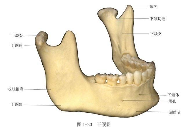 颏孔在哪(颏孔体表位置)