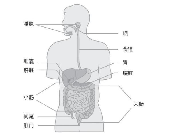 胃的位置在哪里图片(心脏的位置在哪里图片)