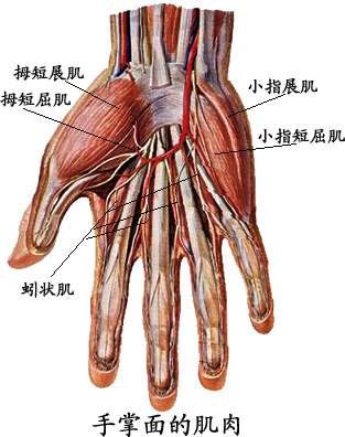 浅屈肌在哪(指浅屈肌止点示意图)