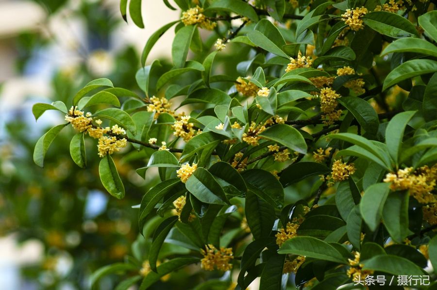 金桂花开在哪个季节(金桂一般什么时候开花)