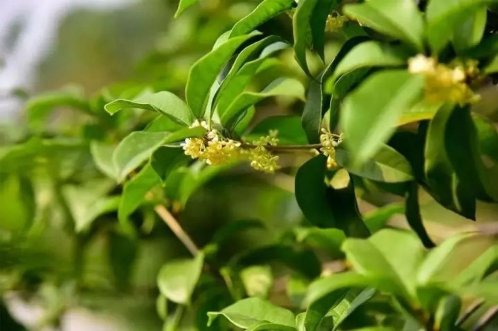 金桂花开在哪个季节(金桂一般什么时候开花)