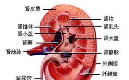 肾在哪个位置(肾不好的早期信号)