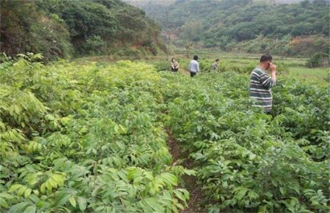 桂圆在哪里种(桂圆树适合什么地方种)