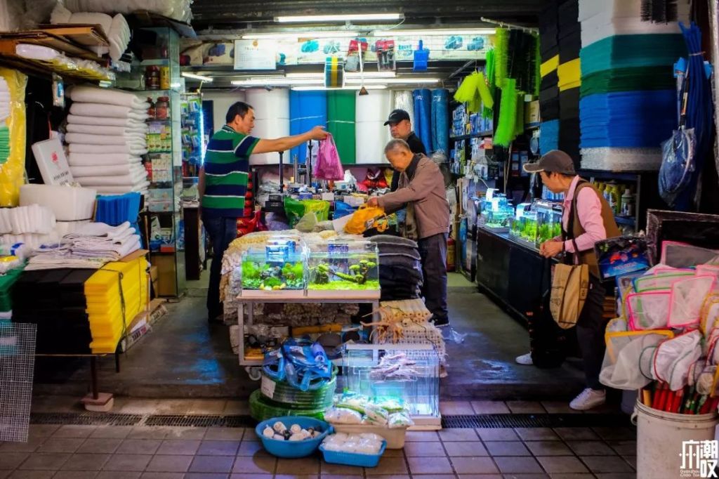 包头花鸟鱼虫市场在哪(包头热带鱼批发市场在哪里)