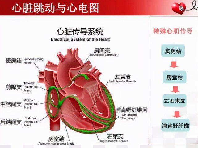 心电图连接位置四肢(心电图连接位置图片示范)