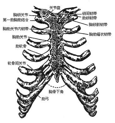 胸骨柄在哪里(胸骨角在哪里示意图)