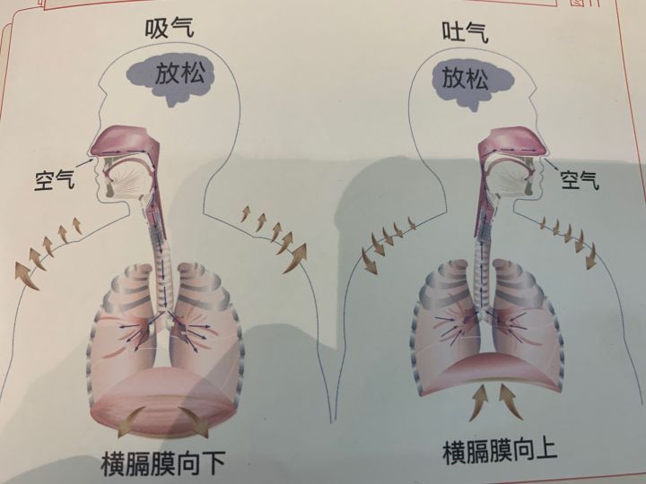 声带在哪里(声带在哪里图片)