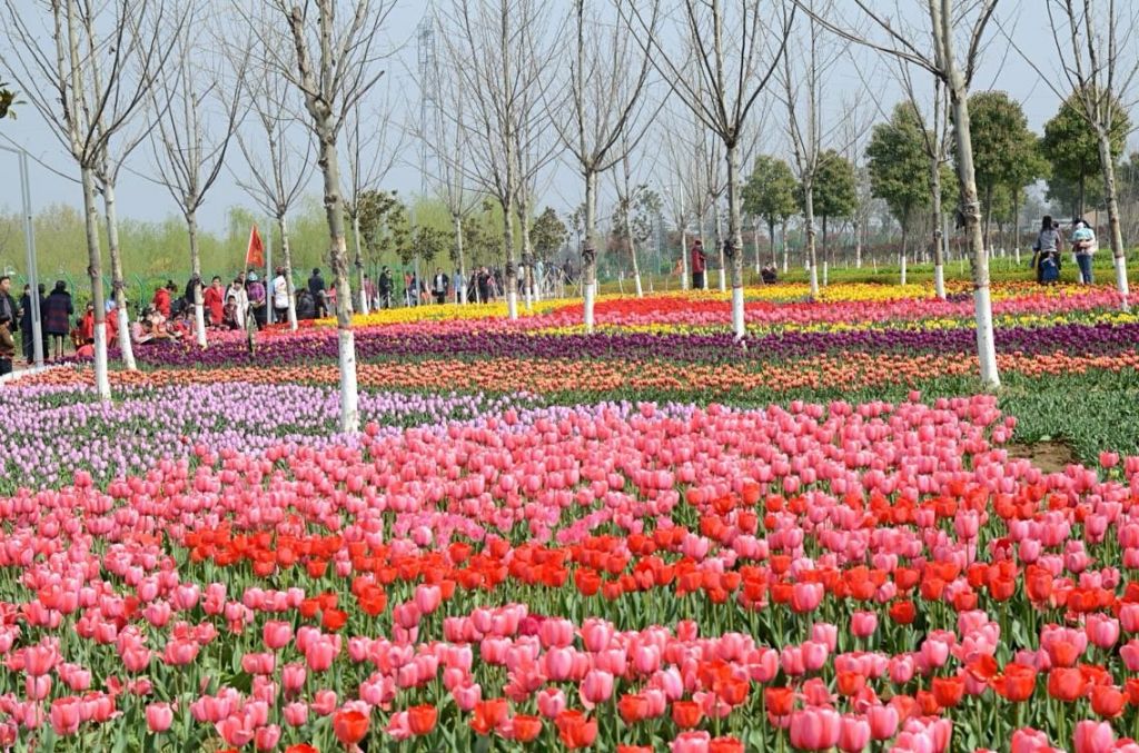 新野县在哪里(新野县属于几线城市)