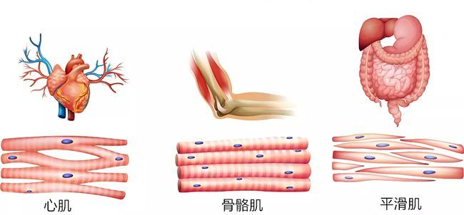 筋膜在哪(筋膜图解高清图)