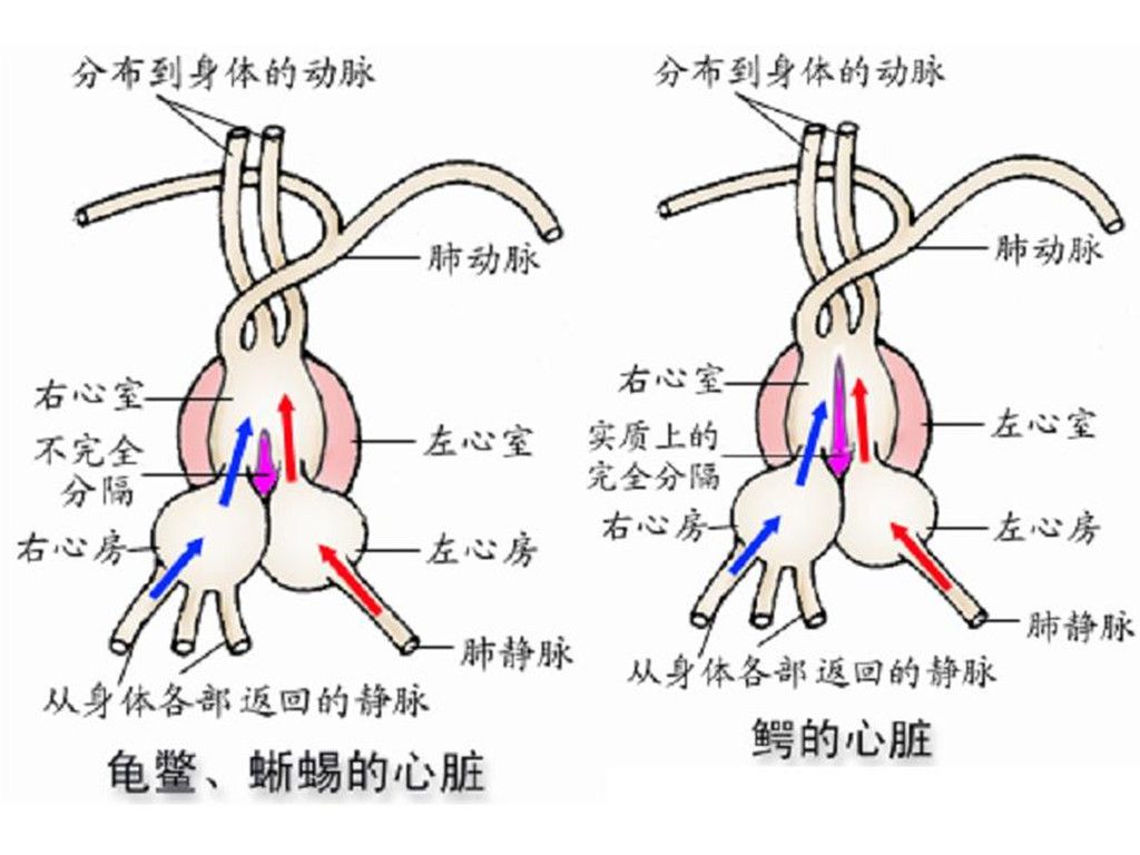 包含左体动脉在哪的词条