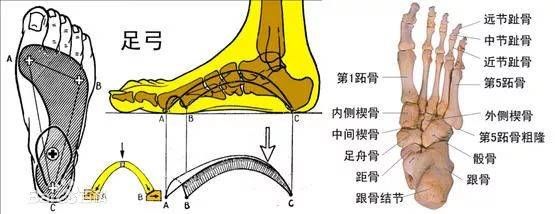 跗骨在哪里的简单介绍