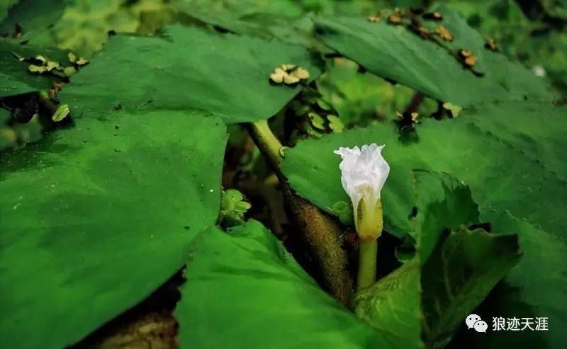 菱角是长在哪里的(菱角是长在哪里的图片)