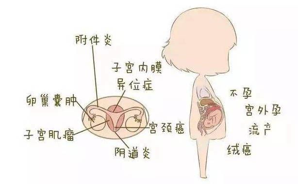 女人的性腺在哪里(女人的性腺长在哪里)