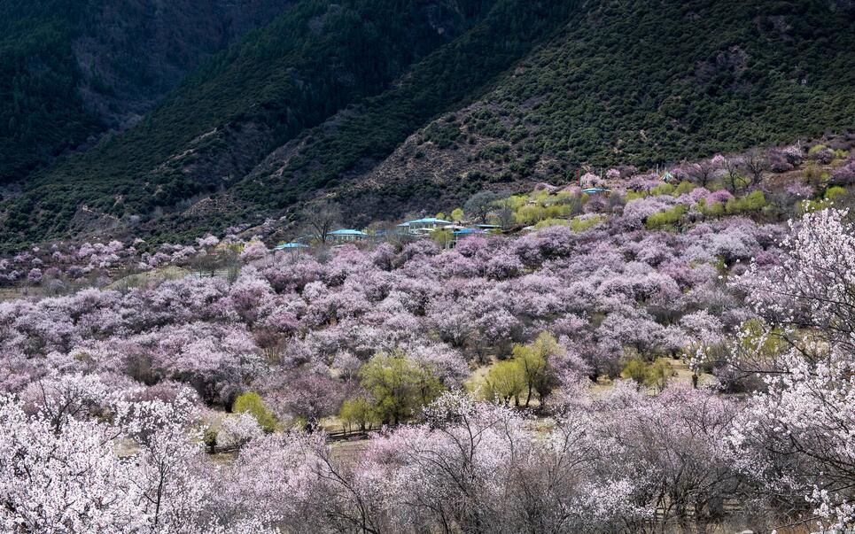 波密桃花沟在哪里(波密桃花沟风景区在哪里)