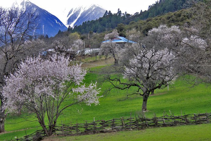 波密桃花沟在哪里(波密桃花沟风景区在哪里)