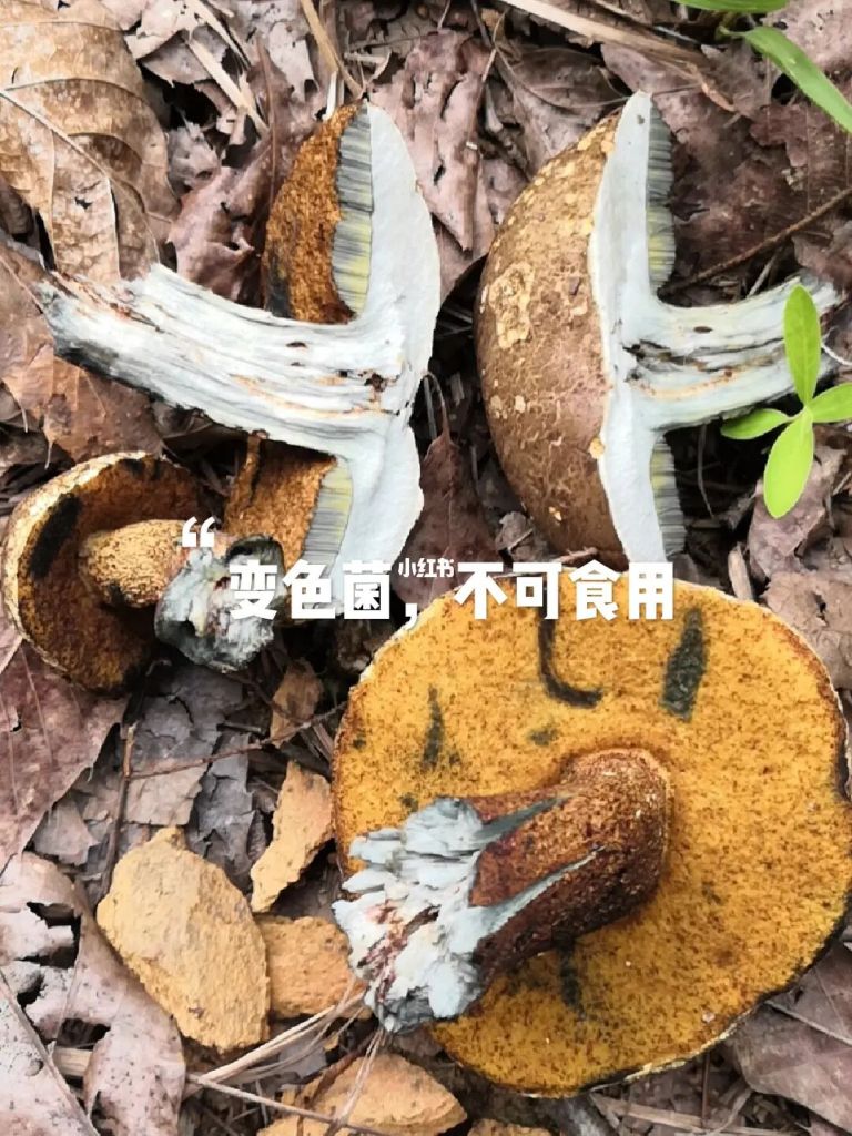 菌子视频配乐(小温捡菌子最新视频)