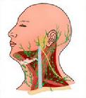 脖子淋巴结在哪(脖子淋巴结在哪个部位)