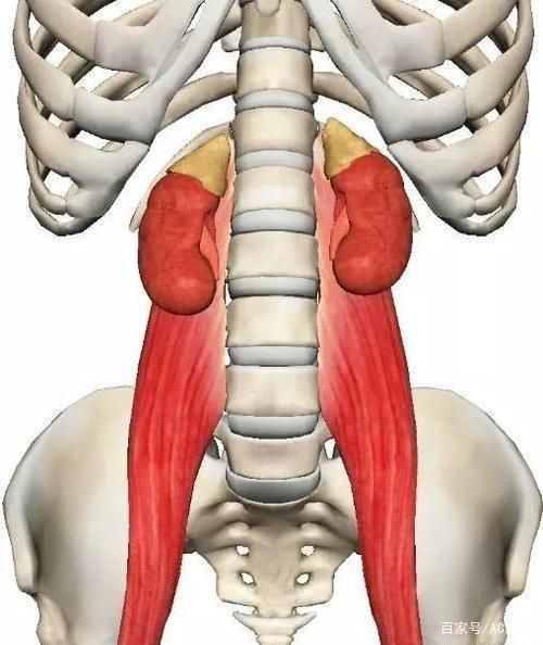 髂骨在哪个位置图片(人体髂骨具体在什么位置)