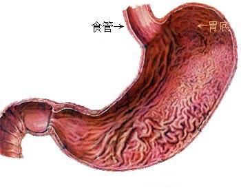 胃在哪里位置(胃大弯位置示意图)