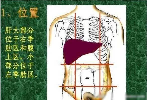 胃在哪里位置(胃大弯位置示意图)