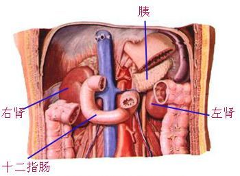 肾在哪里位置图男(肾不好要哪个位置疼)