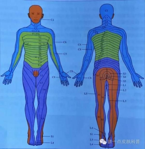 腰1在哪里(腰3骶1是一个部位吗)