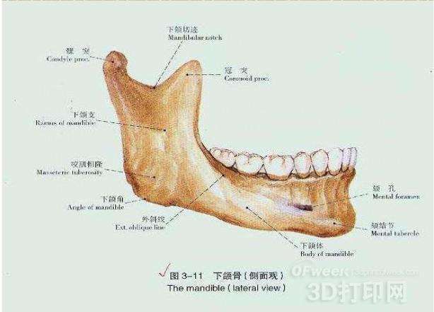 下颚骨在哪(标准的下颌骨图片)
