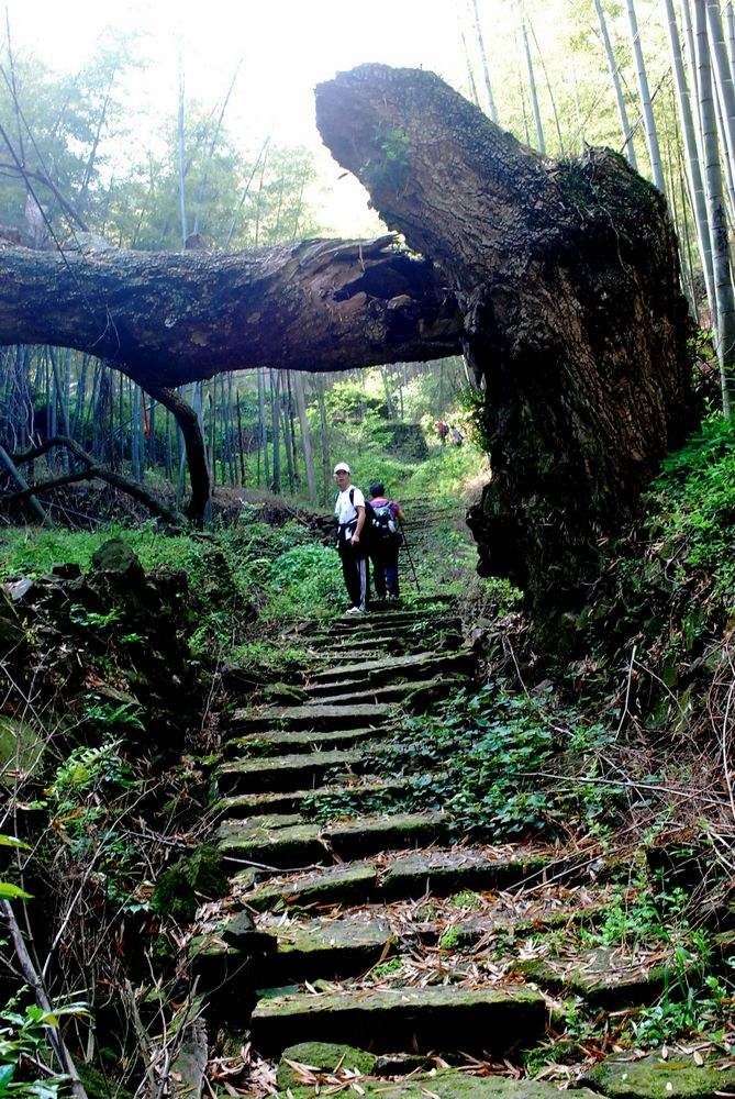 上青古道在哪(绍兴市柯桥区上青古道介绍)