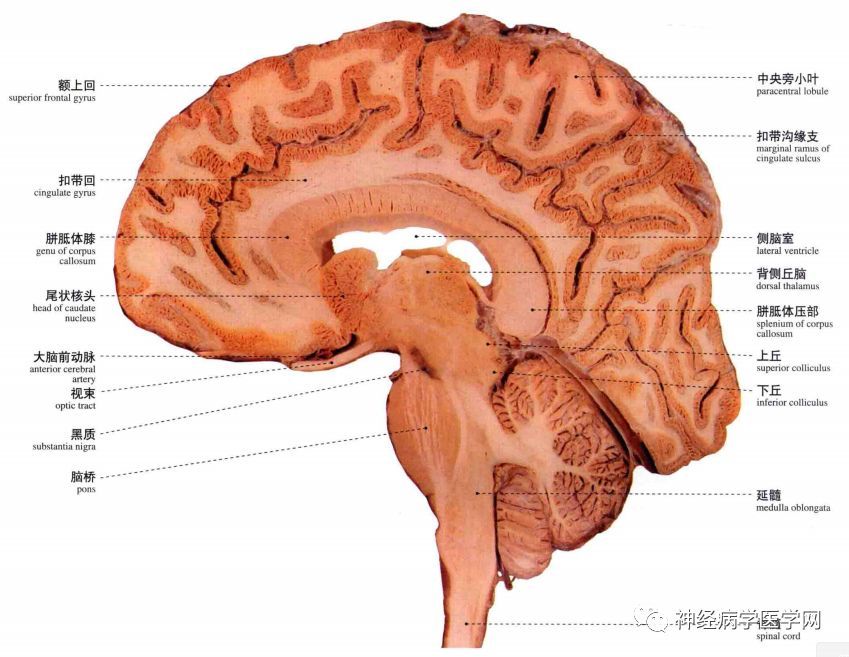 脑干分布在哪(脑干在大脑的哪个位置)