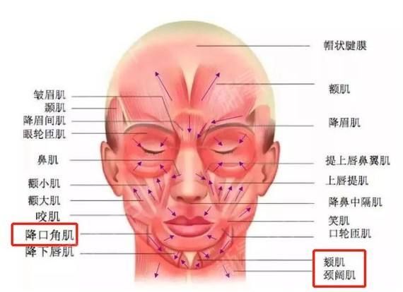 下颌颈在哪(下颌颈骨折手术入路)