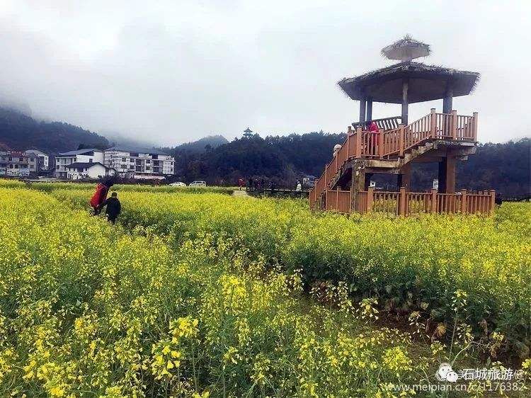 石城油菜花在哪里(赣州油菜花海在哪里)