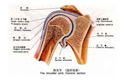 胸锁关节在哪(胸锁关节的解剖结构)