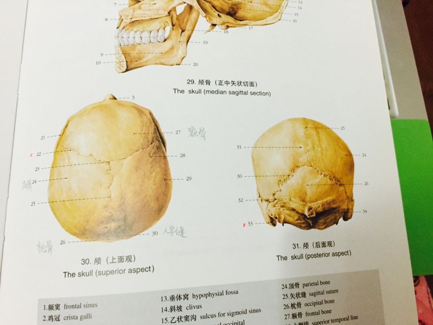 顶骨在哪个部位(胎儿顶骨在哪个部位)