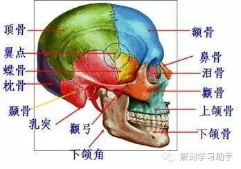 顶骨在哪个部位(胎儿顶骨在哪个部位)