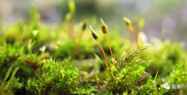 青苔在哪里有(青苔会长在哪里)