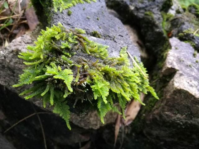 青苔在哪里有(青苔会长在哪里)