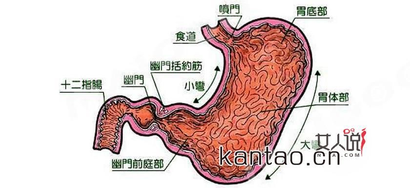 胃疼痛一般在哪个部位(胃疼痛一般在哪个部位图解)