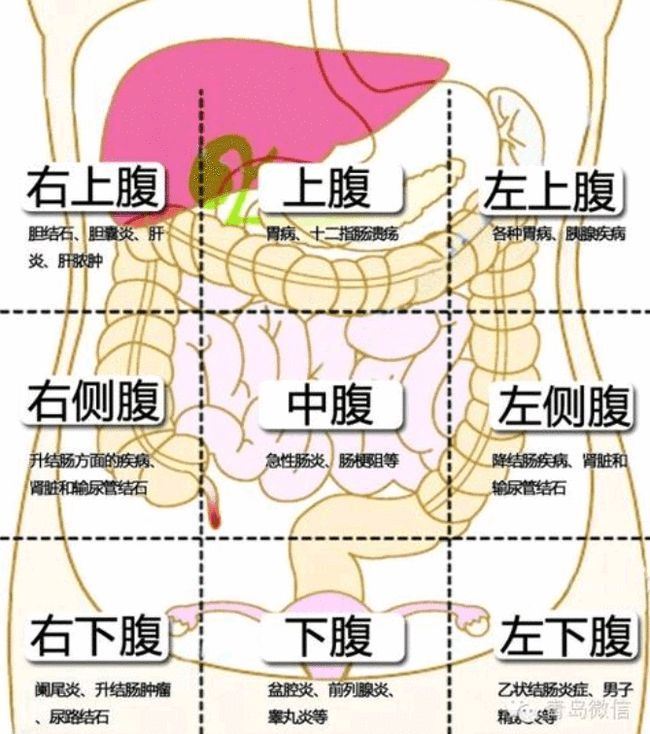 腹在哪个位置(女人小腹位置图解)