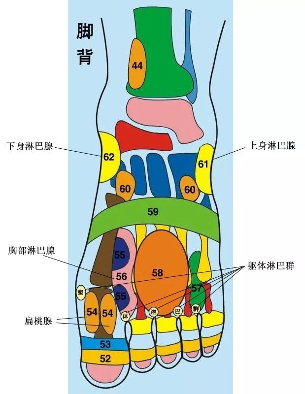 肾的反射区在哪里图片(脚底按摩肾反射区在哪里)