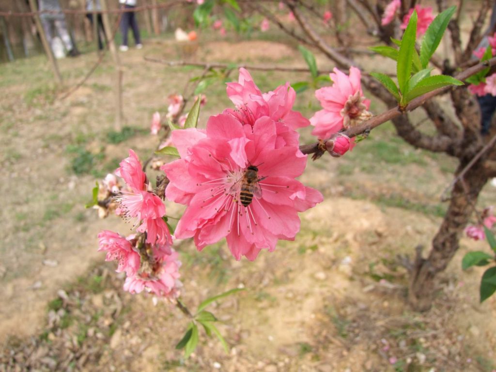 桃花运在哪里(桃花运广西版原唱)