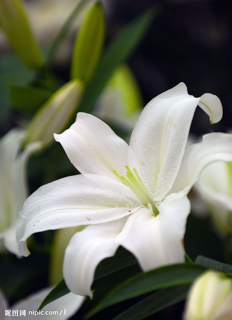 百合花的图片(解剖百合花的图片)